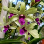 Dendrobium Mini Green Woon Leng